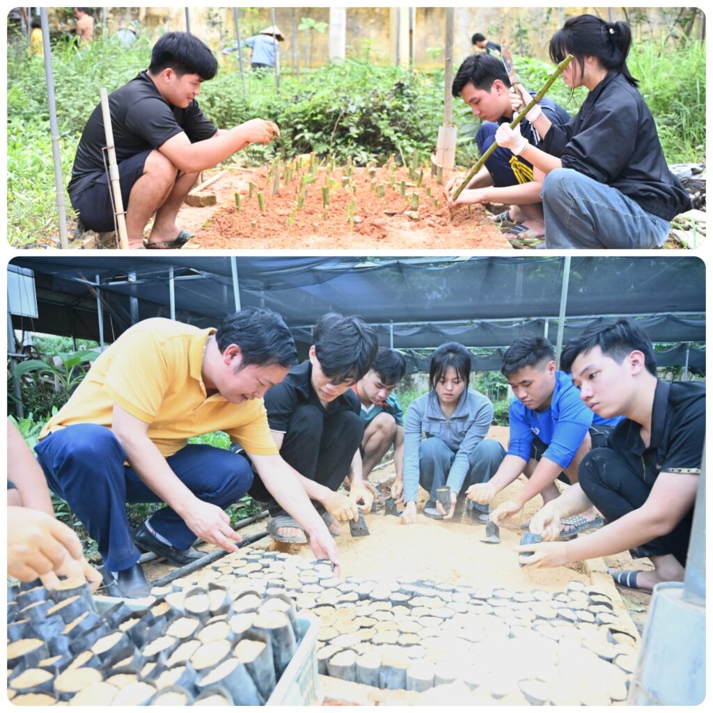 “Đóng góp đáng kể cho Dự án LEARN-VN: Sinh viên ngành Lâm Sinh, khoa Lâm Nghiệp, Đại Học Nông Lâm – Đại Học Thái Nguyên thực hiện nhân giống cây dược liệu quý”
