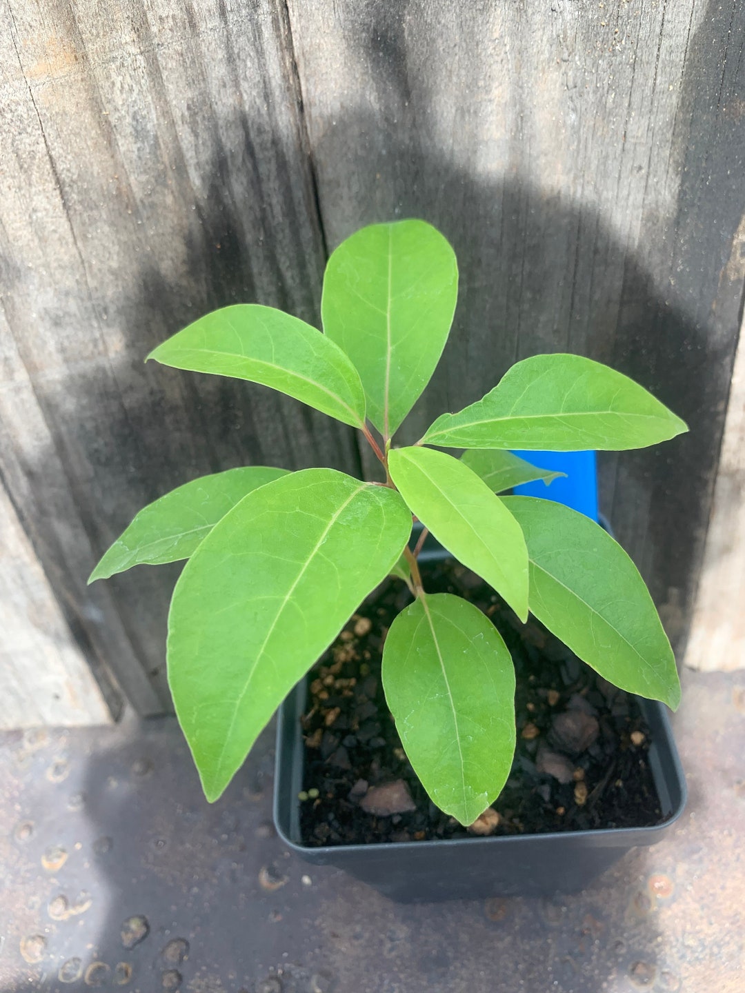 RE GỪNG