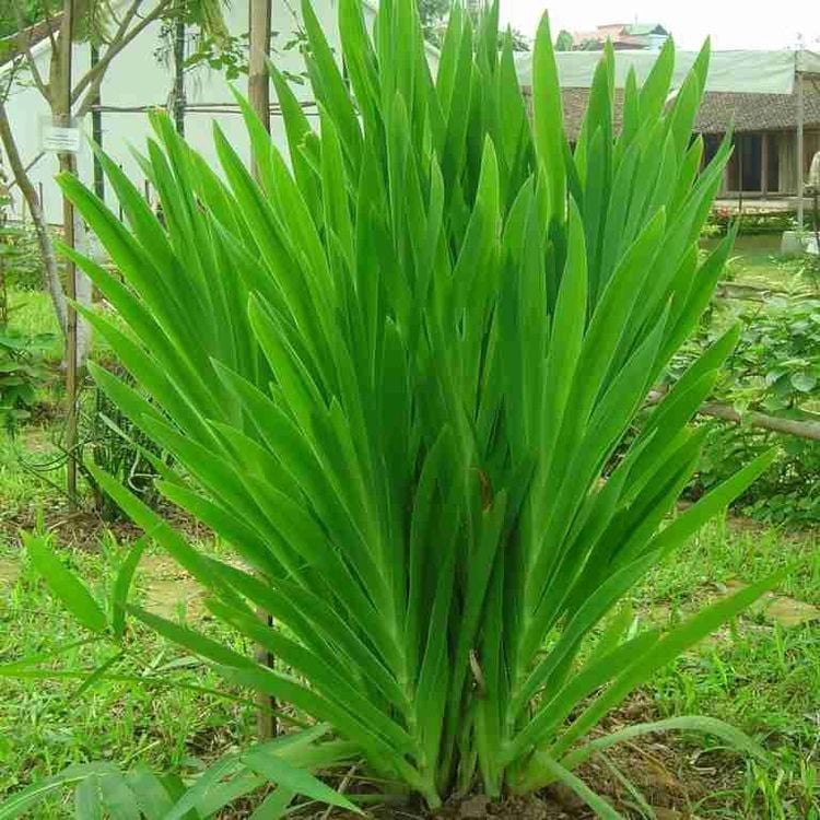 RẺ QUẠT