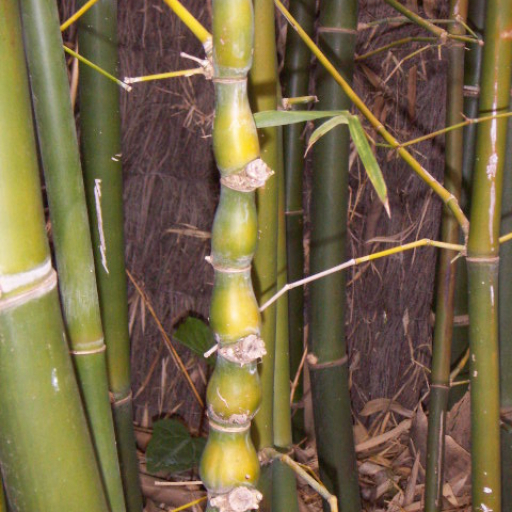 TRE BỤNG PHẬT